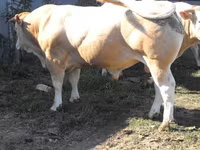 公牛, Blonde d’Aquitane cattle — 照片 2