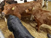 Bovins (lot, sexe non indiqué), Simmental cattle — photo 5