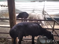 公羊, Sheep — 照片 2