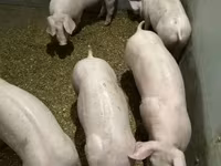 公猪, Гипор — 照片 3