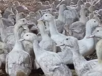 Ducks — Foto 8