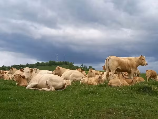Vache, Blonde d’Aquitane cattle