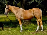Caballo, Quarter Horse — foto 2