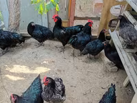 ऑस्ट्रेलियन पिट गेम फाउल — फ़ोटो 3