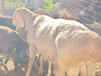 كبش, Rhon sheep — الصورة 1