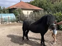 公马, Welsh Cob — 照片 4