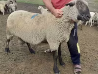 Widder, Hampshire sheep — Foto 2