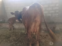 Kuh, Red Estonian cattle — Foto 2