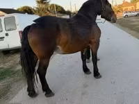 घोड़ी, Hungarian horse breed — फ़ोटो 1