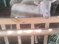 公羊, Sheep — 照片 2