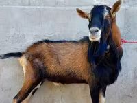 बकरी, Alpine goat — फ़ोटो 4