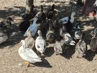 Ducks — 照片 6