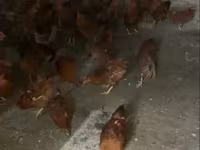 Chickens — Foto 3