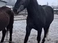 Koń, Lipizzaner — zdjęcie 3