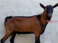 बकरा, Alpine goat — फ़ोटो 4