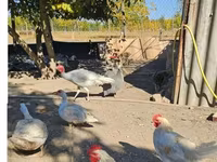 Bronzový — foto 2