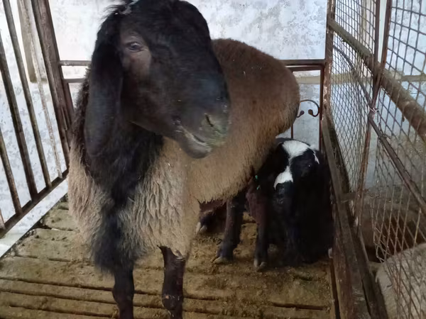 Ram, Blackheaded Persian sheep