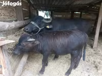 Vaca, Búfalo — foto 4