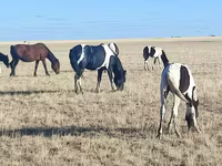فرس, Horse breed — الصورة 3