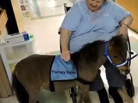 حصان, Miniature horse — الصورة 4