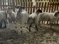 雌羊, Merinoland sheep — 写真 3