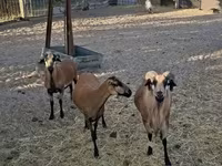 Carnero, Cameroon sheep — foto 1