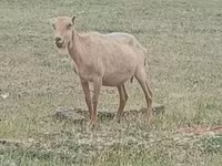 تيس, Alpine goat — الصورة 2