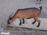 Cabra, Alpine goat — foto 4
