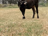 母牛, Swiss cattle — 照片 6