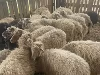 绵羊（批次，未指定性别）, Suffolk sheep — 照片 2