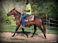 Jument, Quarter Horse — photo 7