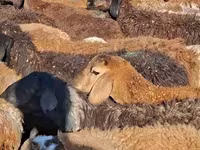 Camel Female, Camels — photo 4
