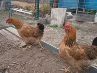Chickens — 照片 2