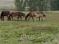 Cheval, Russian Heavy Draft — photo 5