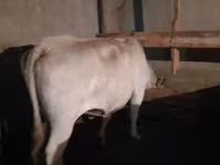 母牛, Auliekol breed — 照片 4