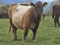 Vache, Vache galloise — photo 4