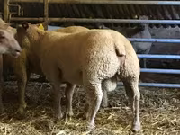 Beran, Charollais sheep — foto 1