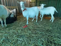 बकरी, Saanen goat — फ़ोटो 7