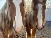Caballo, Belgian Draught — foto 2