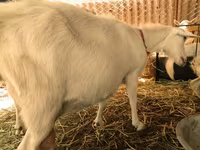 Goats (batch, sex not specified), Pomellata goat — photo 7