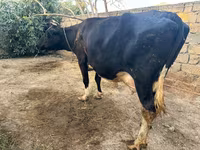 母牛, Red-spotted breed — 照片 4