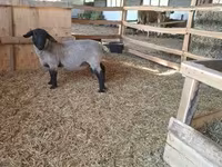 Beran, White Suffolk sheep — foto 5