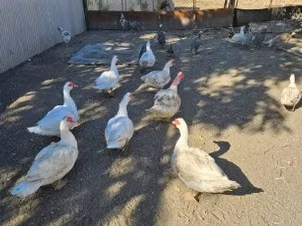 家养麝香鸭