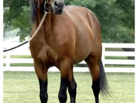 Hengst, Standardbred — Foto 3