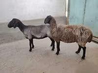 母羊, Sheep — 照片 1