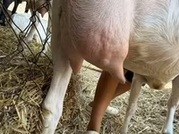 बकरी, Saanen goat — फ़ोटो 8