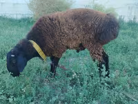 Bélier, Qashqai sheep — photo 1