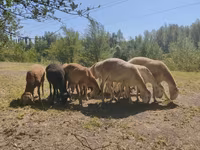 كبش, Afghan Arabi sheep — الصورة 3