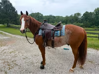 Hengst, Quarter Horse — Foto 2