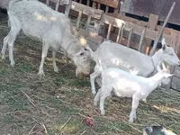 Chèvre, Dutch Landrace goats — photo 3